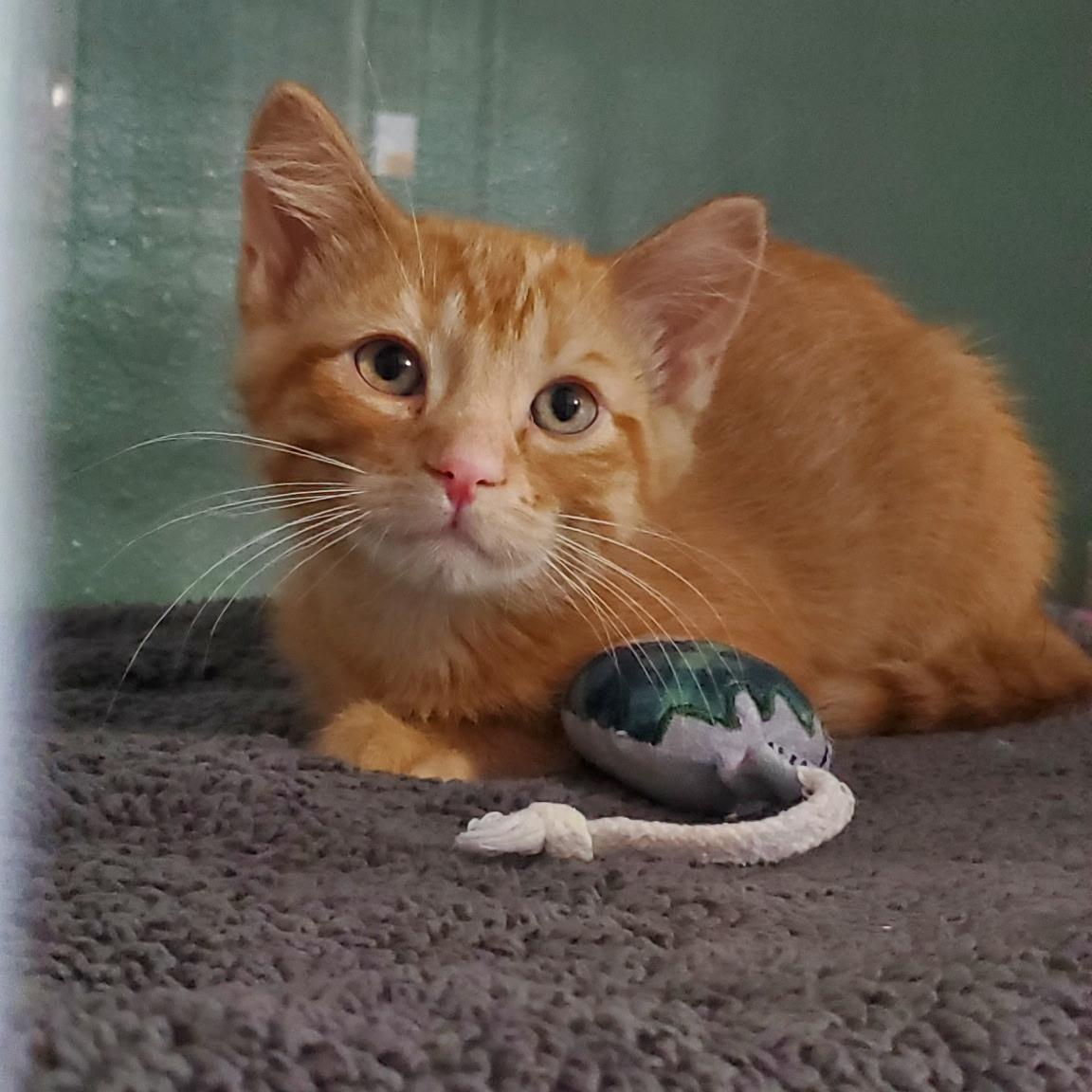 Enlarge Paul, a ADOPTABLE Domestic Short Hair in Hutchinson, MN image 2/5
