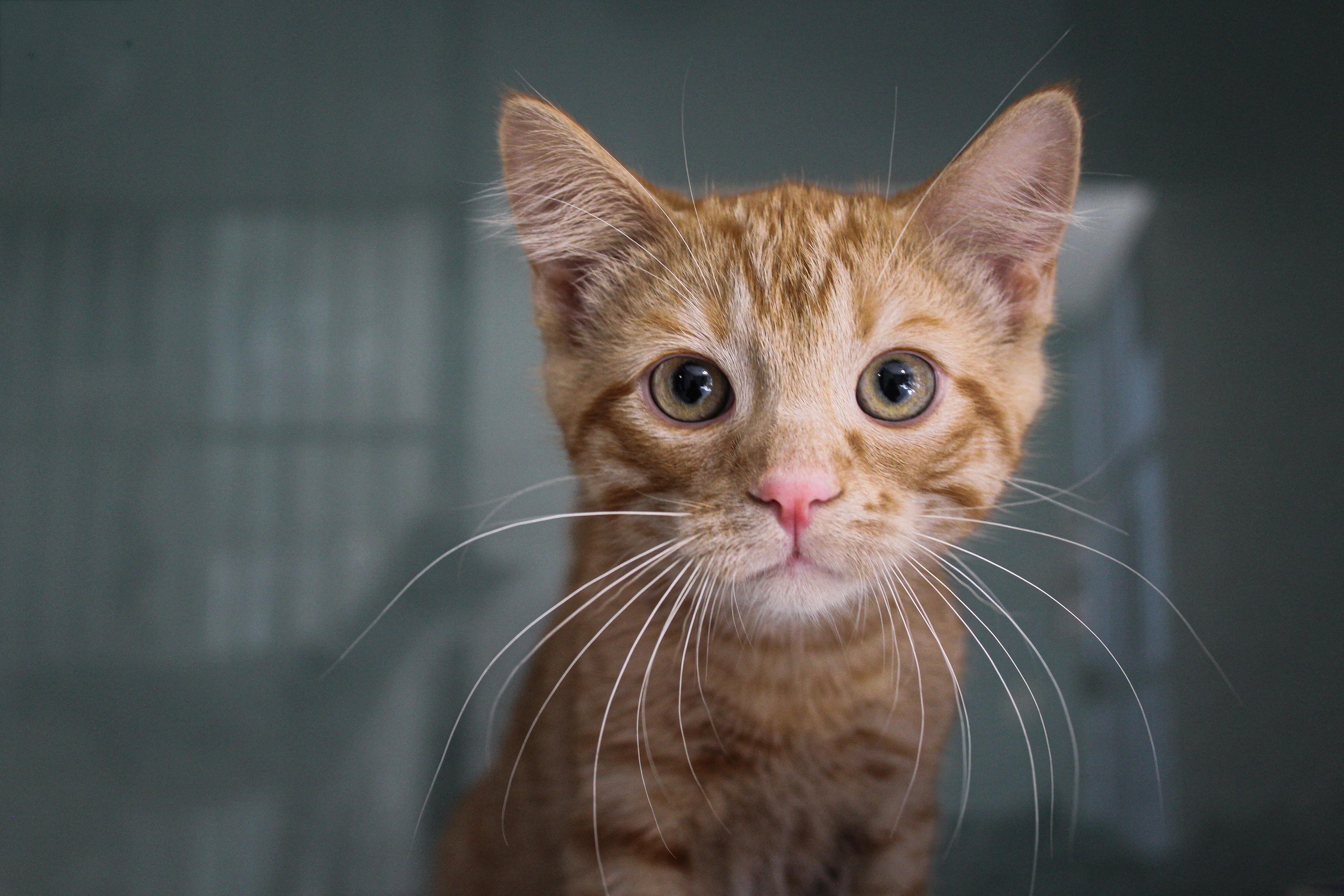 Paul, ADOPTABLE, Kitten Male Domestic Short Hair.