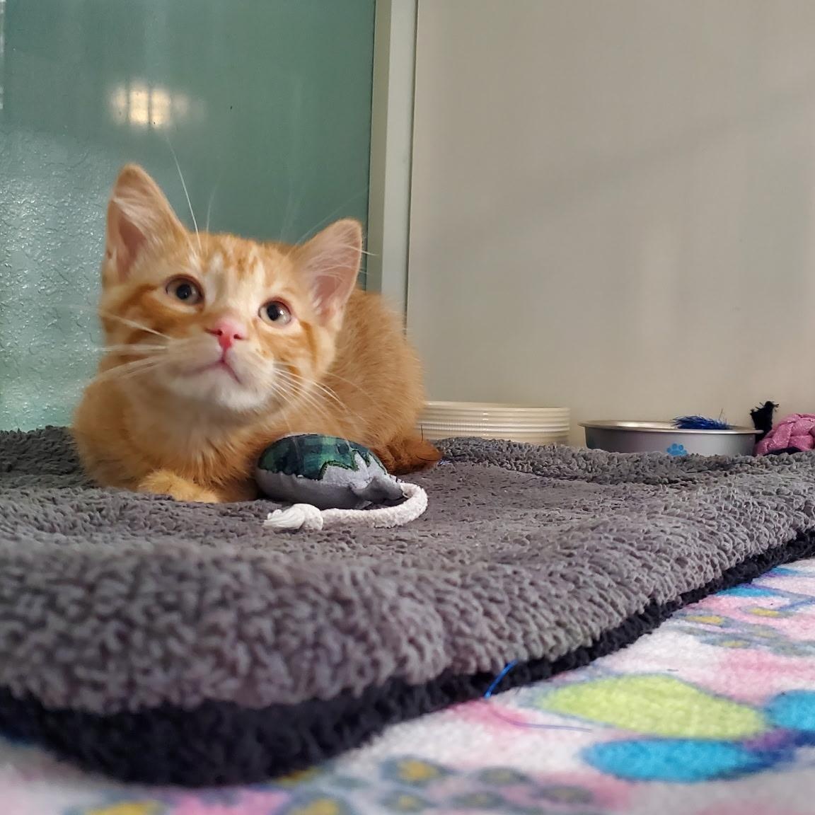 Enlarge Paul, a ADOPTABLE Domestic Short Hair in Hutchinson, MN image 4/5