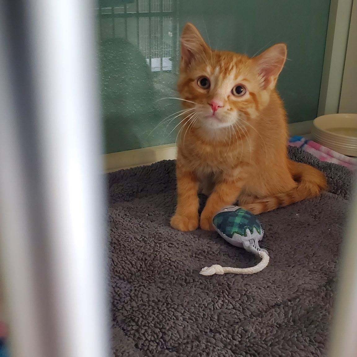 Enlarge Paul, a ADOPTABLE Domestic Short Hair in Hutchinson, MN image 3/5