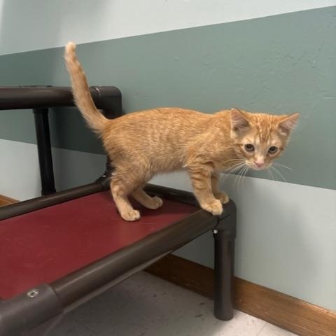 Enlarge Paul, a ADOPTABLE Domestic Short Hair in Hutchinson, MN image 5/5