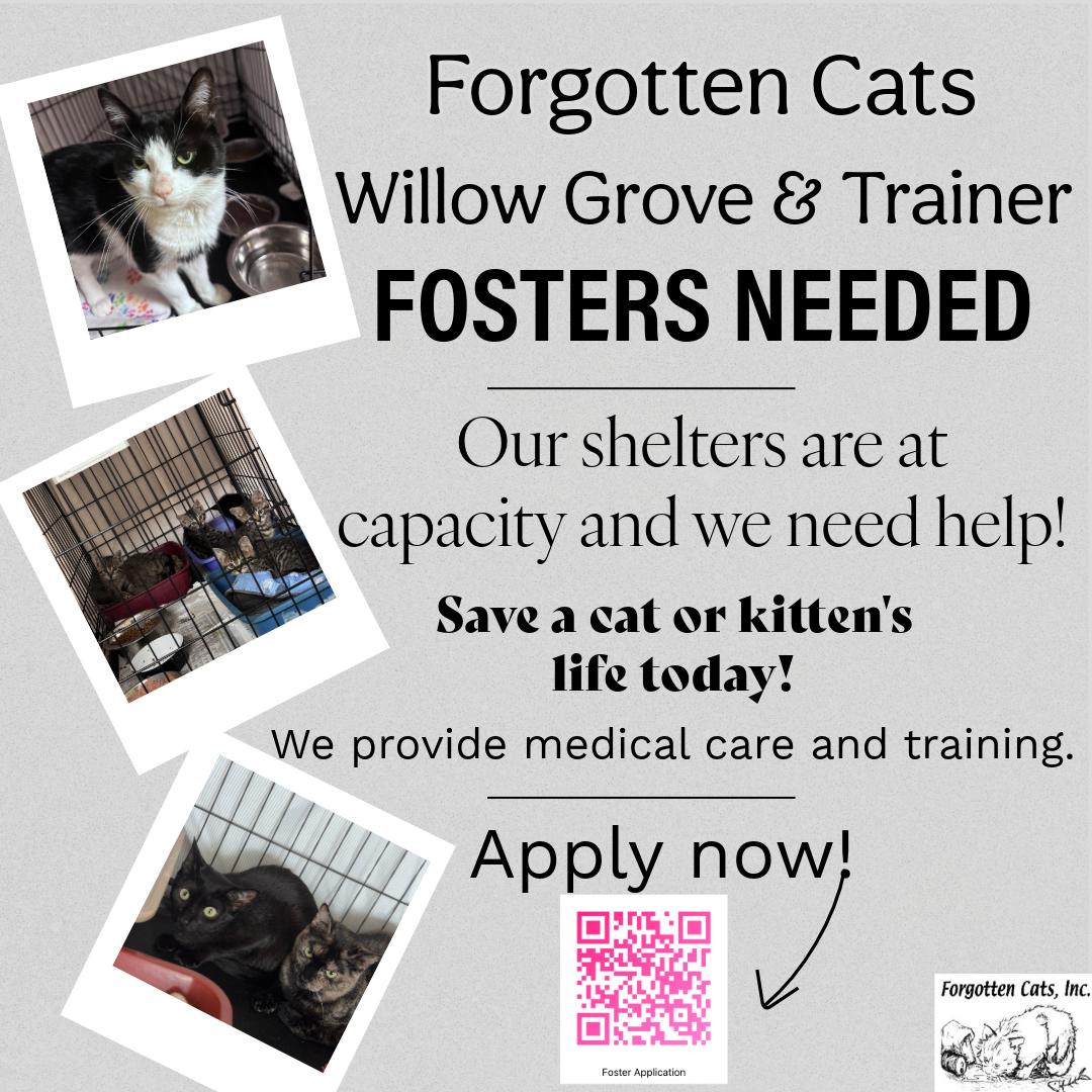 Enlarge Urgent! Fosters Needed for m/f Kittens & Adults, a Adoptable Domestic Short Hair in Greenville, DE image 1/1