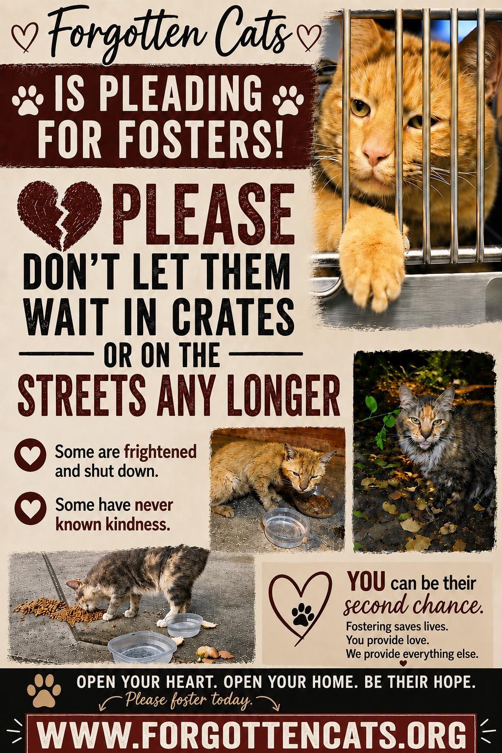 Urgent! Fosters Needed for M/F Kittens & Adults, a Adoptable Domestic Short Hair in Greenville, DE image 2/2