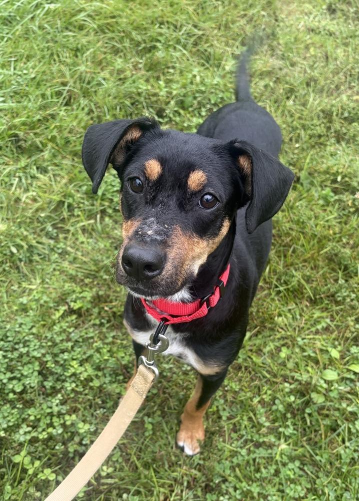 Annie, Adoptable, Young Female Hound.