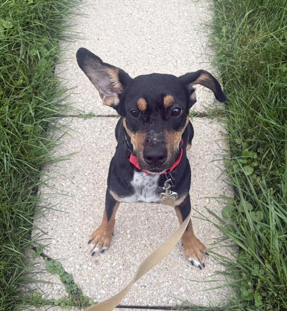 Enlarge Annie, a Adoptable mixed breed in Jefferson Hills, PA image 2/5