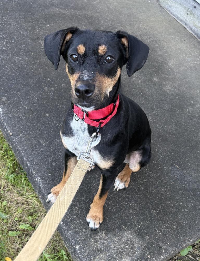 Enlarge Annie, a Adoptable mixed breed in Jefferson Hills, PA image 4/5