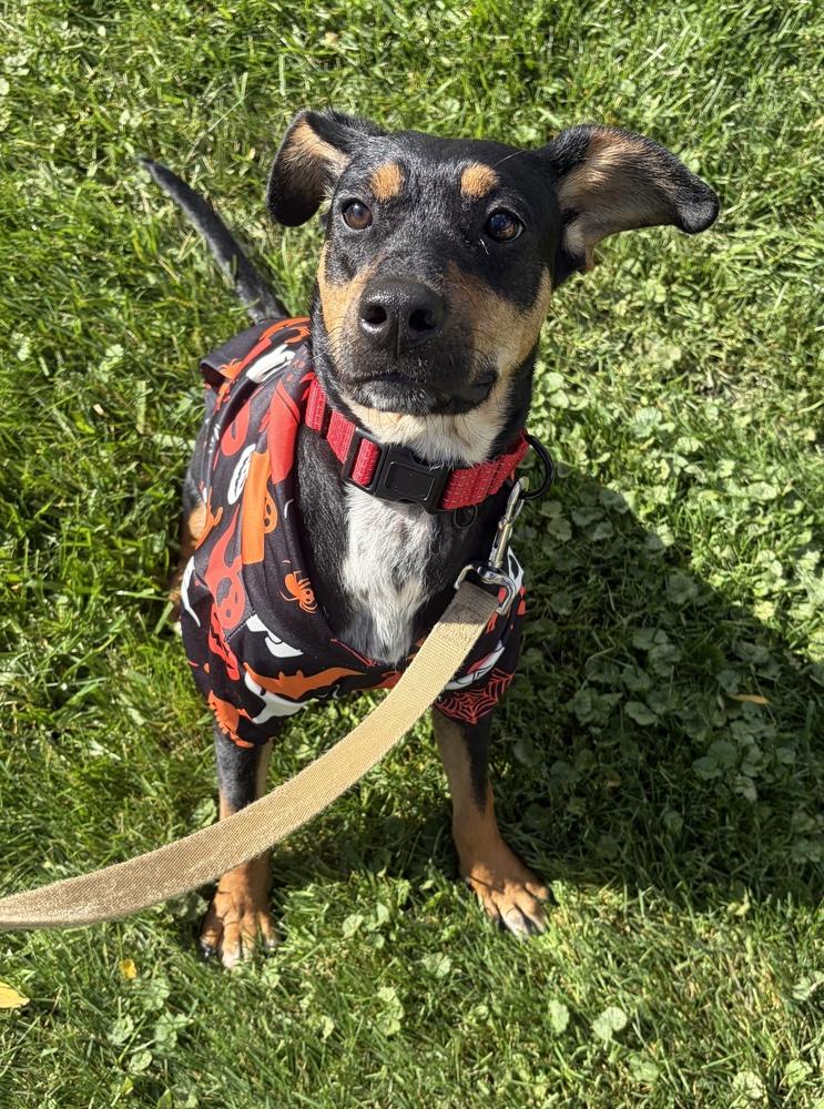 Enlarge Annie, a Adoptable mixed breed in Jefferson Hills, PA image 5/5