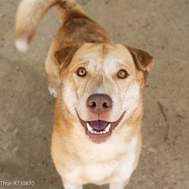 Enlarge THOR, a Adoptable mixed breed in Sacramento, CA image 1/1