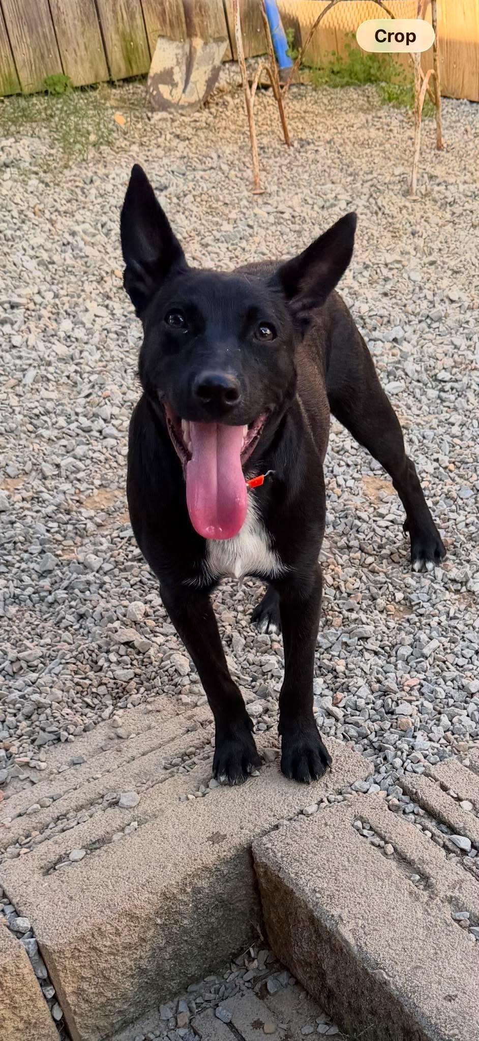 Enlarge Sunny (9mo), a Adoptable mixed breed in Hagerstown, MD image 4/6
