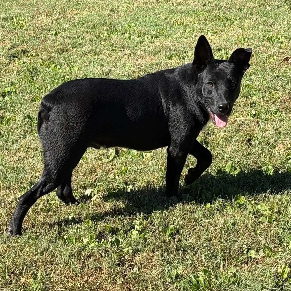 Enlarge Sunny (9mo), a Adoptable mixed breed in Hagerstown, MD image 1/6