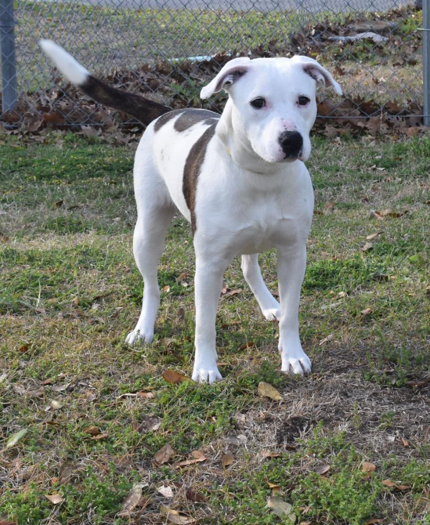 Enlarge Sweet Potato, a Adoptable mixed breed in Kingsland, GA image 1/2