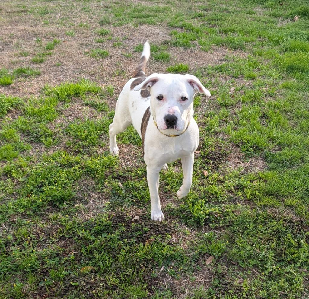 Enlarge Sweet Potato, a Adoptable mixed breed in Kingsland, GA image 2/2