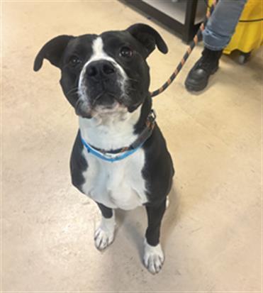 Enlarge FRAWG, a Adoptable mixed breed in Dayton, OH image 1/1