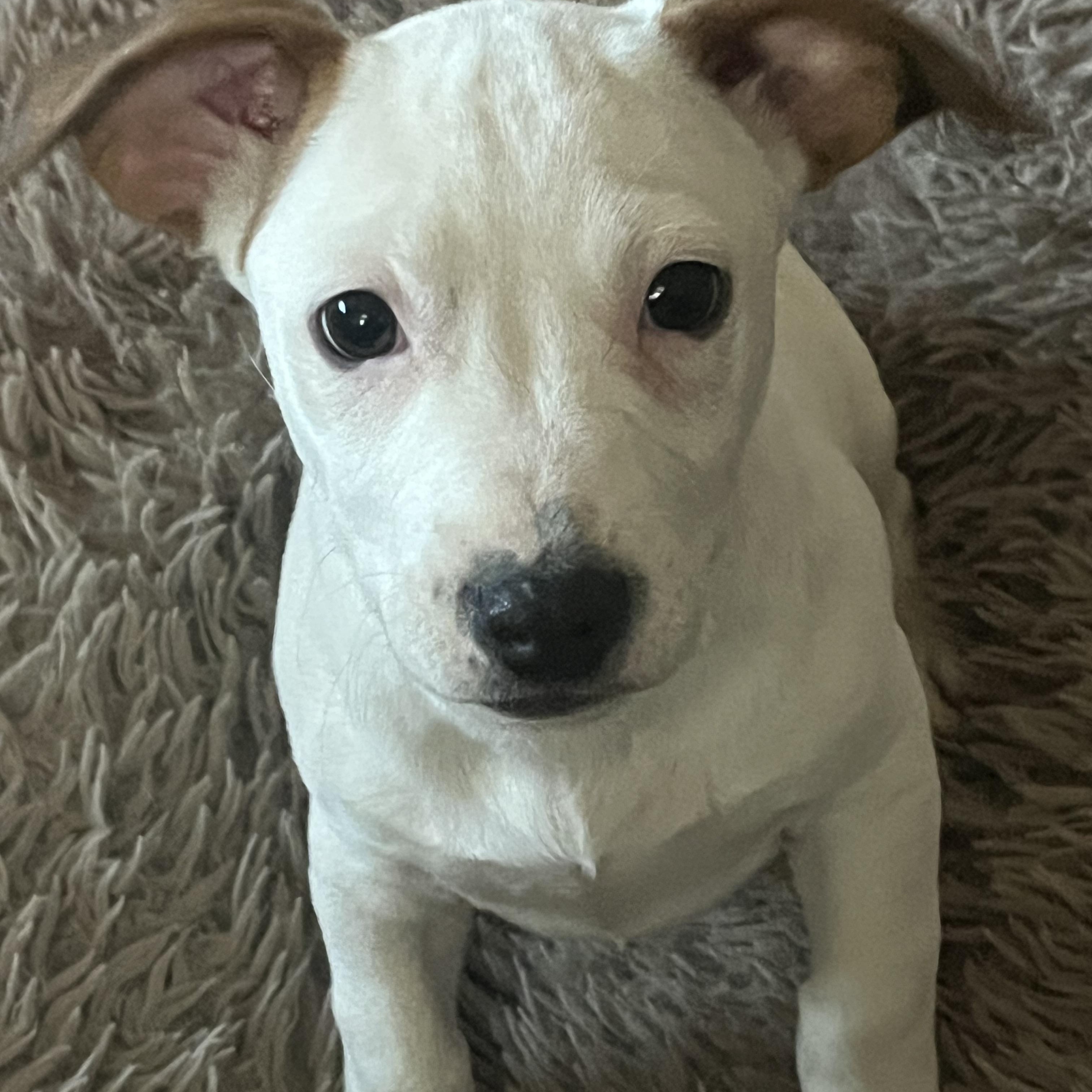 Enlarge Suire (Shire), a Adoptable mixed breed in Longmont, CO image 1/1
