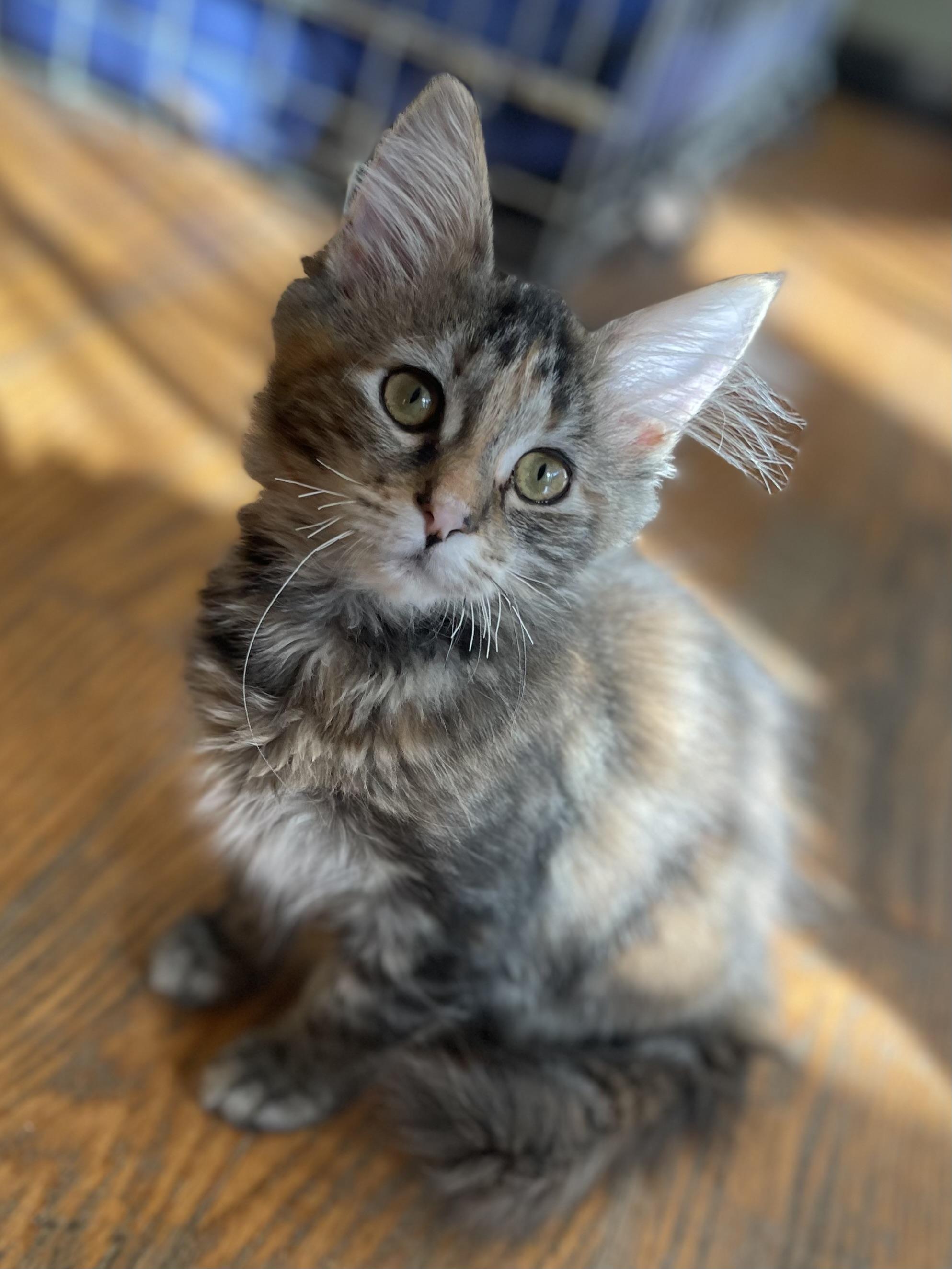 Enlarge Heather, an adopted mixed breed in Dansville, NY image 1/1