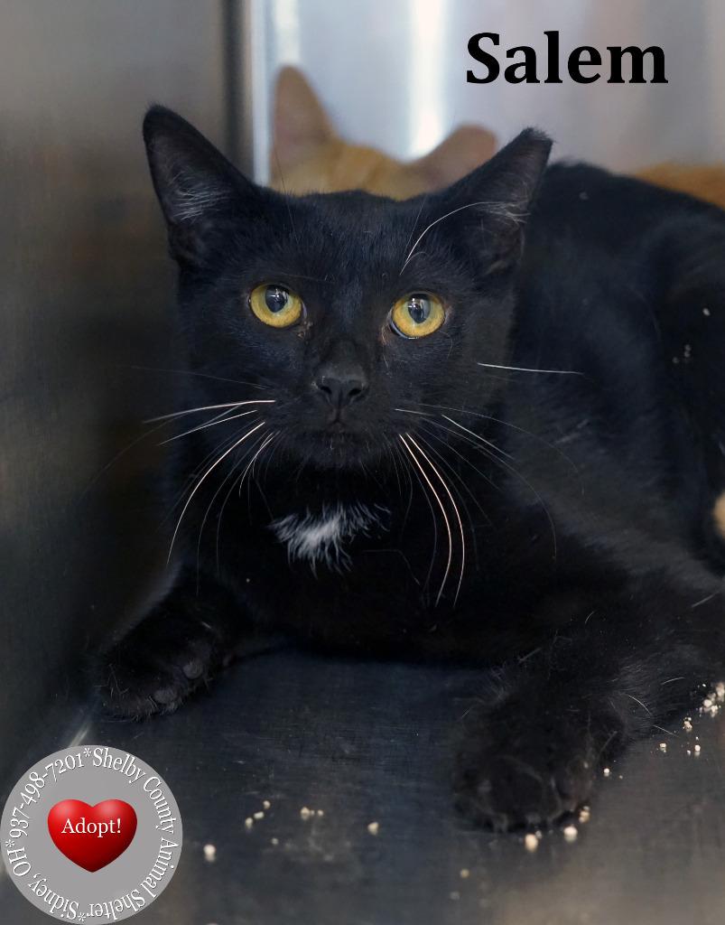 Salem, Adopted, Young Male Domestic Short Hair.