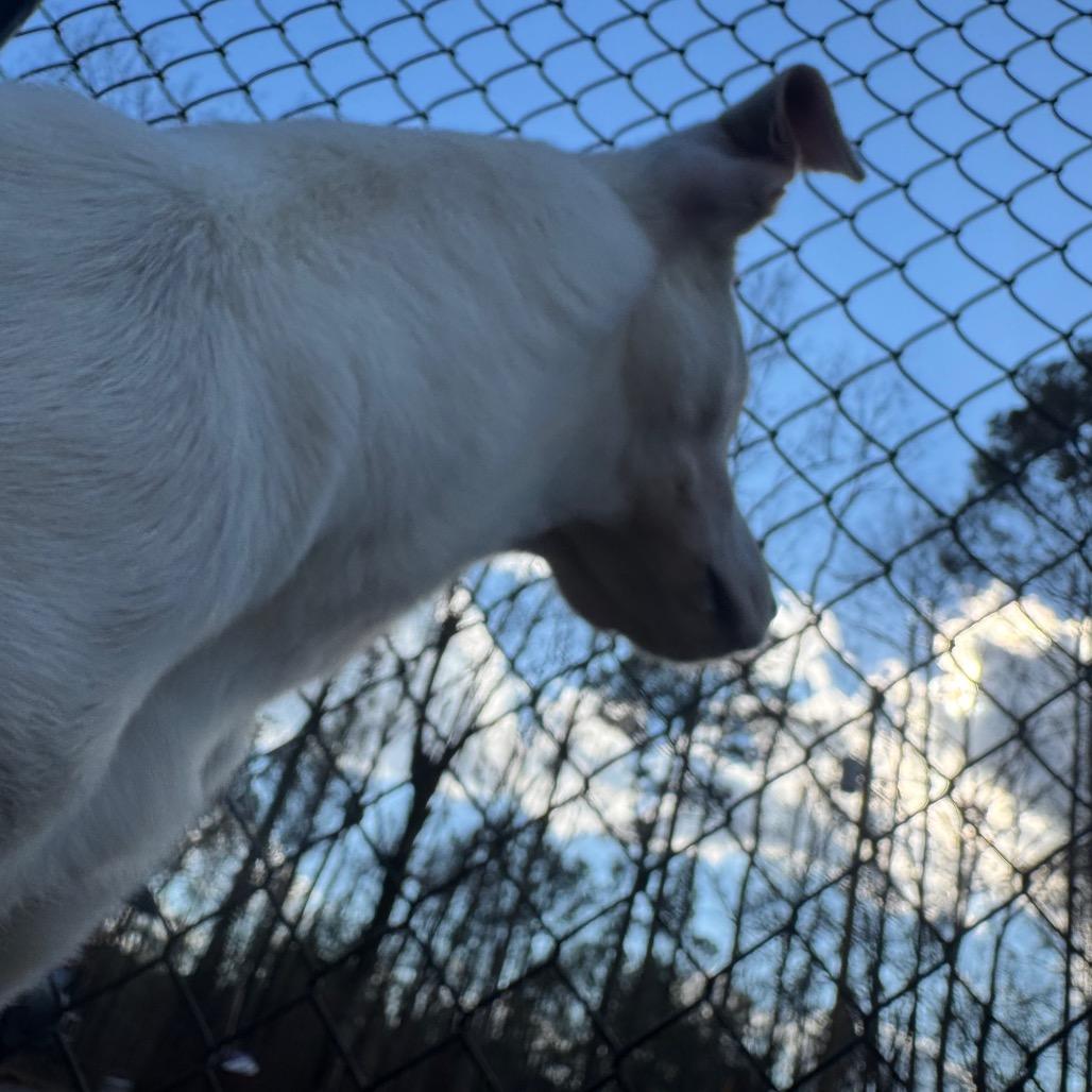 Autumn, Adoptable, Young Female Terrier & Labrador Retriever.