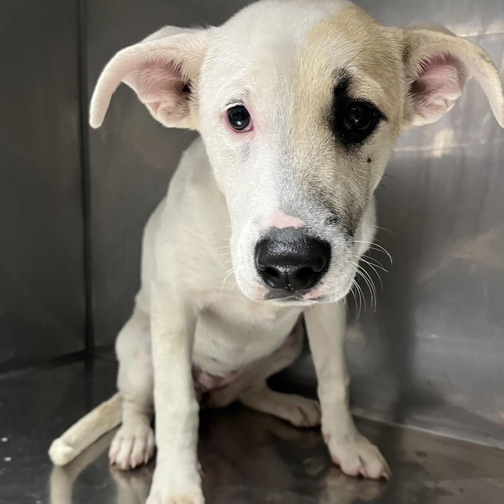 Autumn, a Adoptable mixed breed in Parrish, AL image 2/6