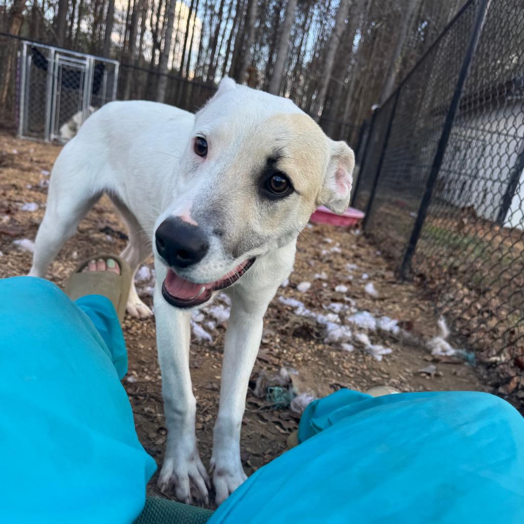 Autumn, a Adoptable mixed breed in Parrish, AL image 3/6