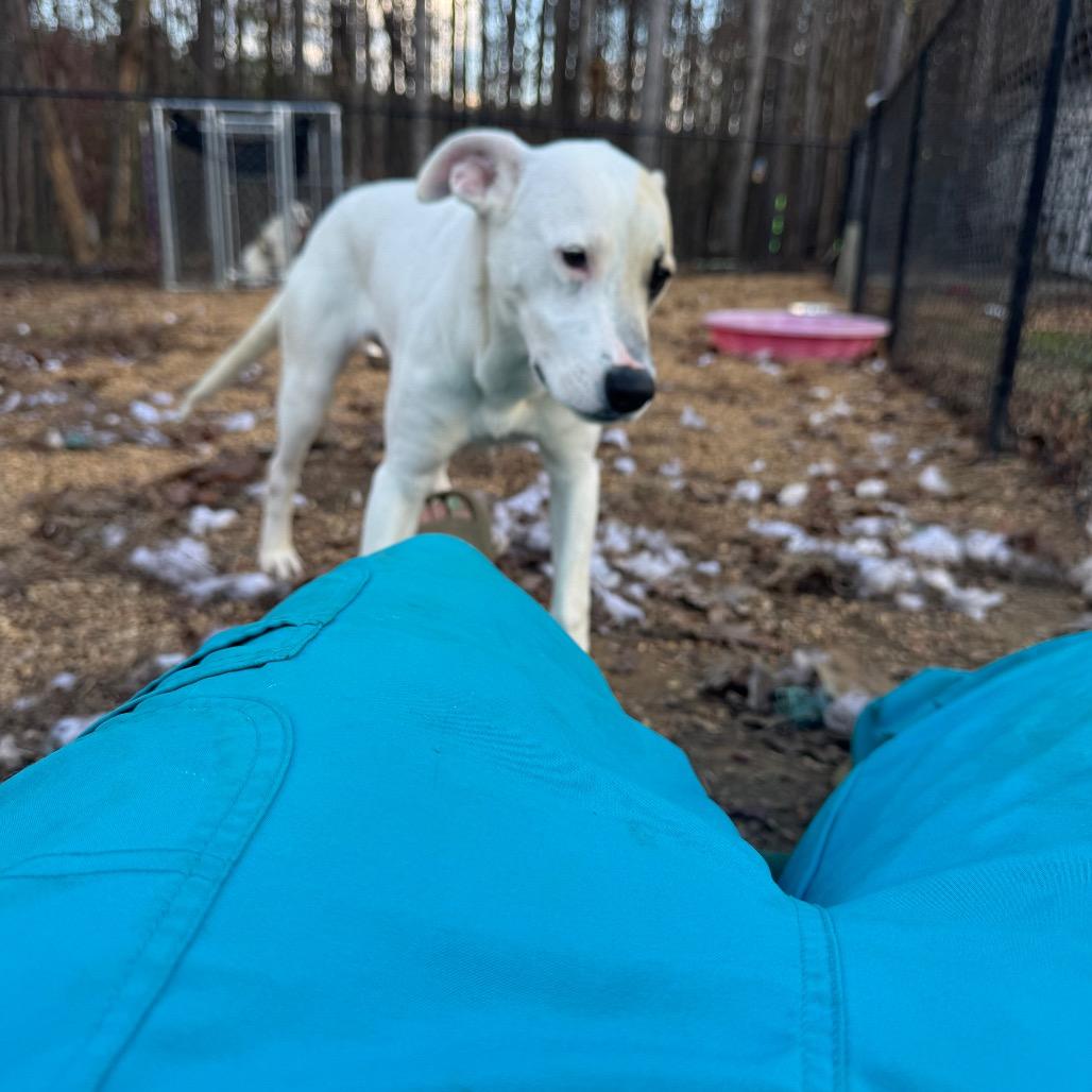 Autumn, a Adoptable mixed breed in Parrish, AL image 4/6