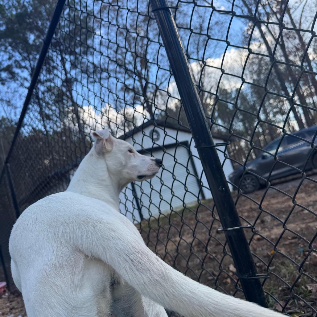 Autumn, a Adoptable mixed breed in Parrish, AL image 5/6