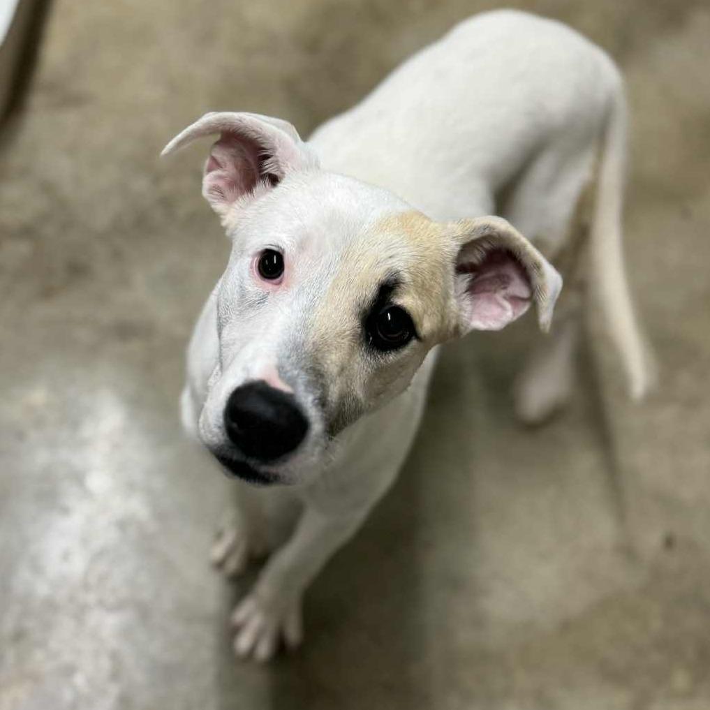 Autumn, a Adoptable mixed breed in Parrish, AL image 6/6