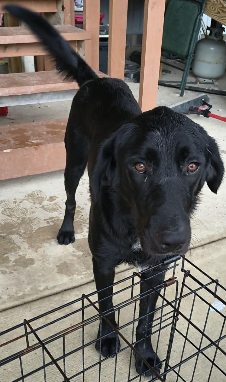 Waylon, ADOPTABLE, Young Male Black Labrador Retriever.