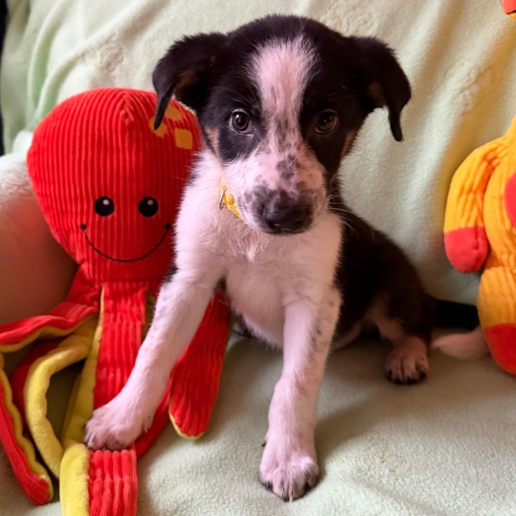 Yeehaw, Adoptable, Puppy Female Australian Shepherd & Pointer.