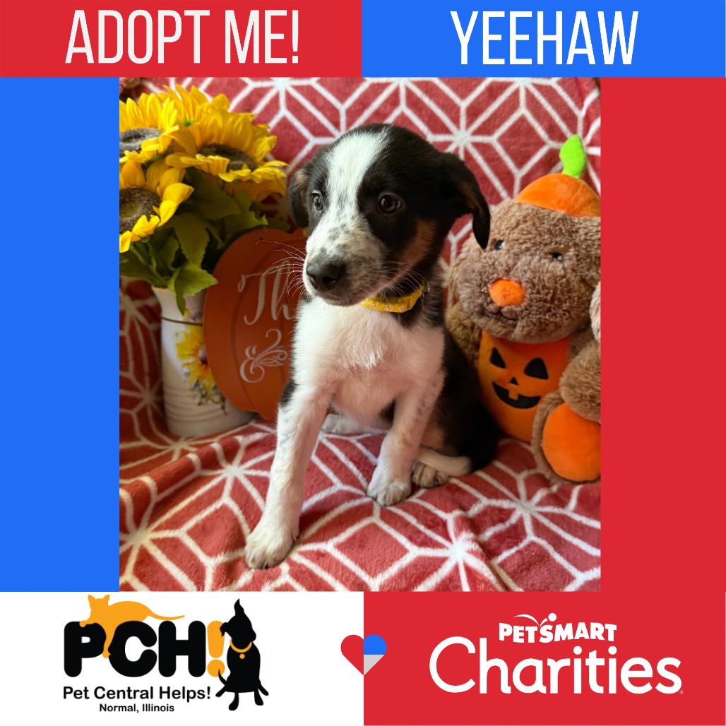 Enlarge Yeehaw, a Adoptable mixed breed in Normal, IL image 2/6