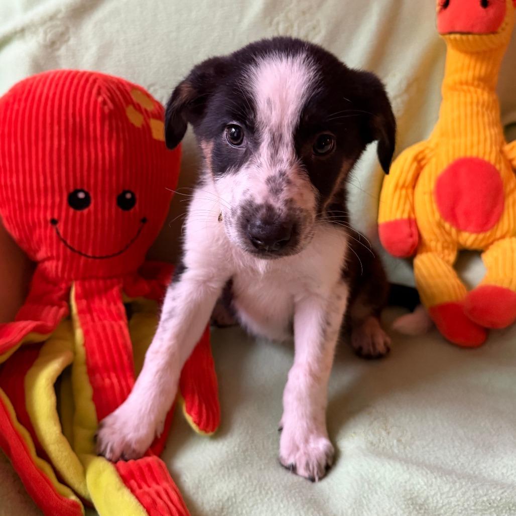 Enlarge Yeehaw, a Adoptable mixed breed in Normal, IL image 3/6