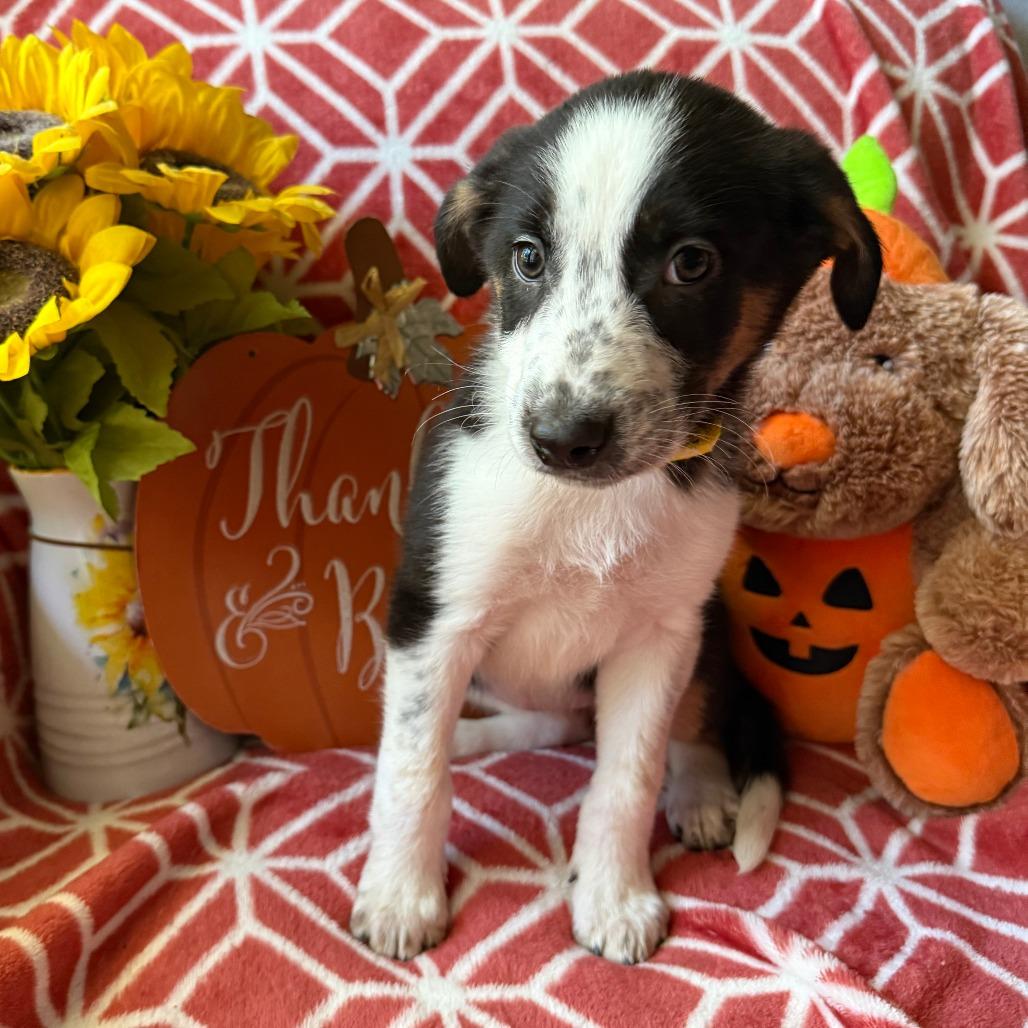 Enlarge Yeehaw, a Adoptable mixed breed in Normal, IL image 4/6