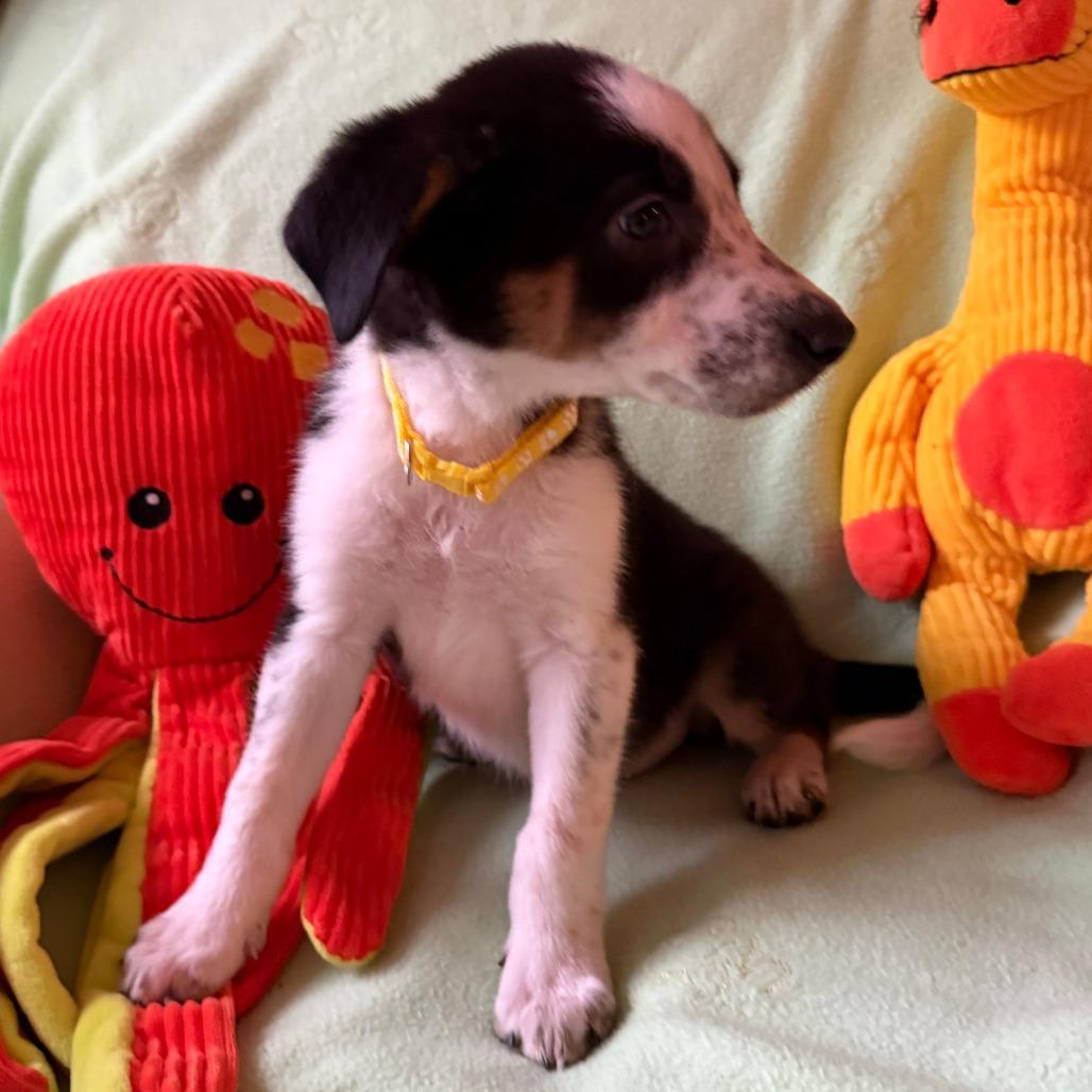 Enlarge Yeehaw, a Adoptable mixed breed in Normal, IL image 5/6