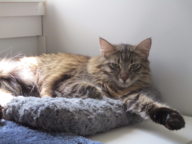 Bela, a Adoptable Domestic Medium Hair in San Carlos, CA image 1/7