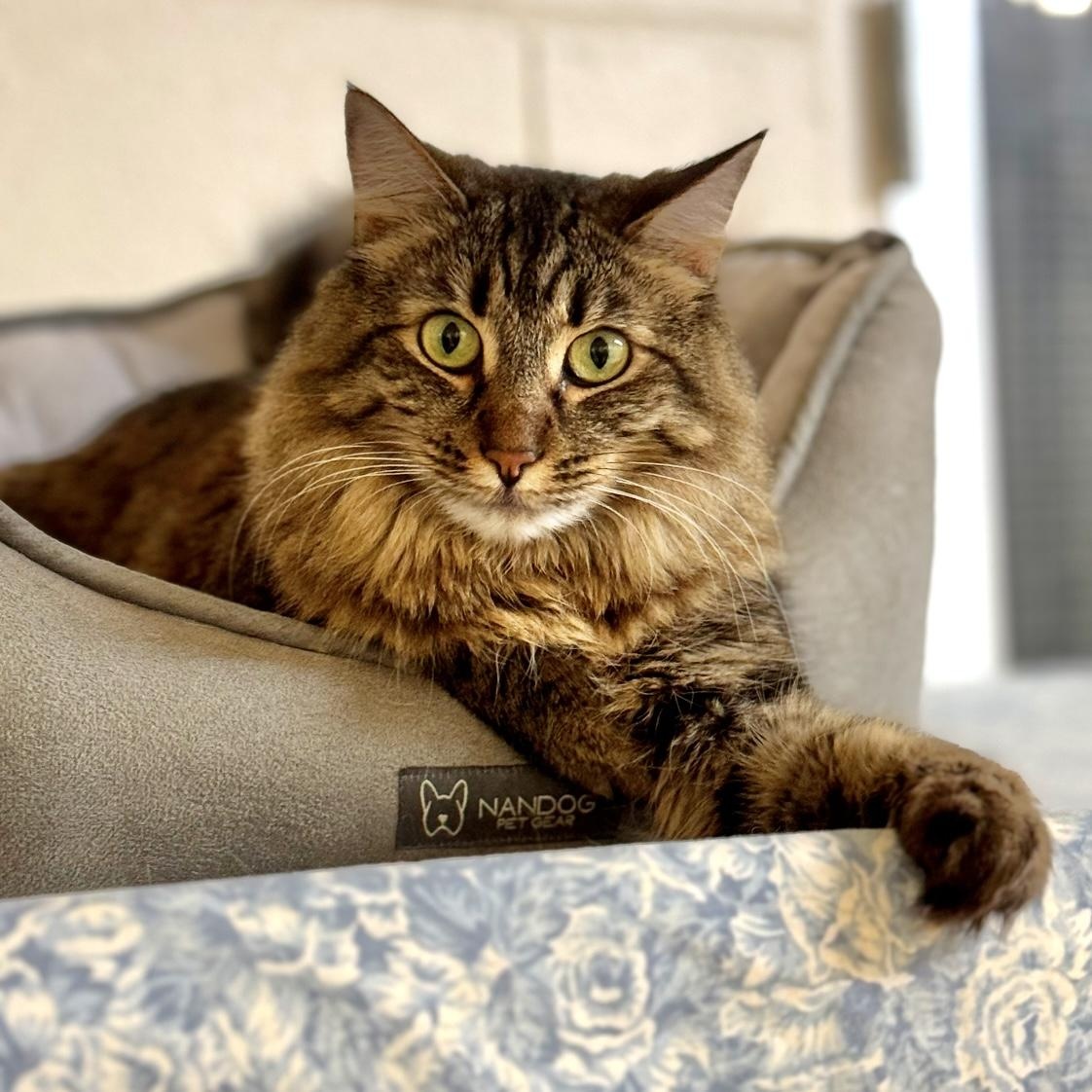Enlarge Bela, a Adoptable Domestic Medium Hair in San Carlos, CA image 2/5