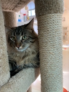 Bela, a Adoptable Domestic Medium Hair in San Carlos, CA image 3/7