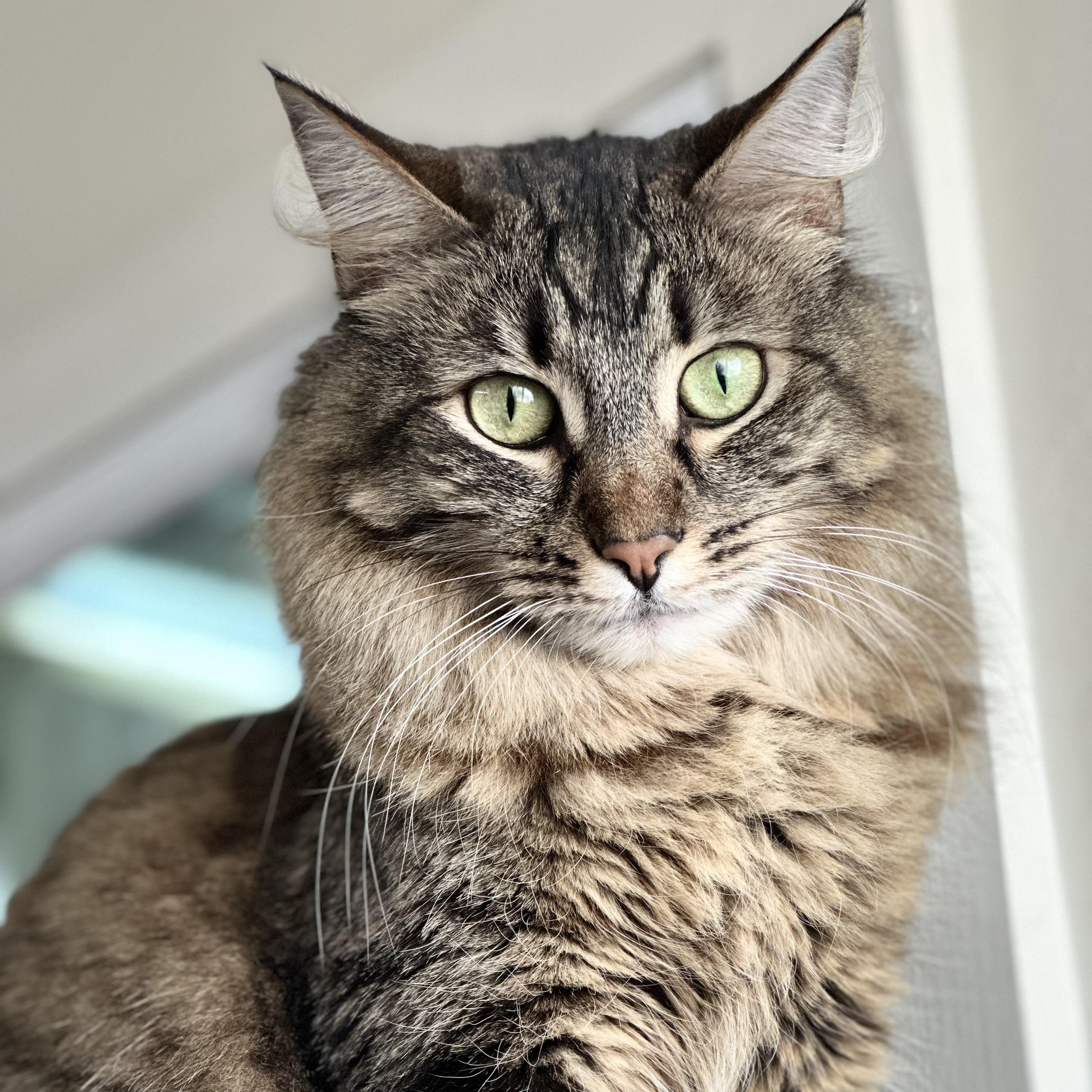 Bela, Adoptable, Adult Female Domestic Medium Hair.