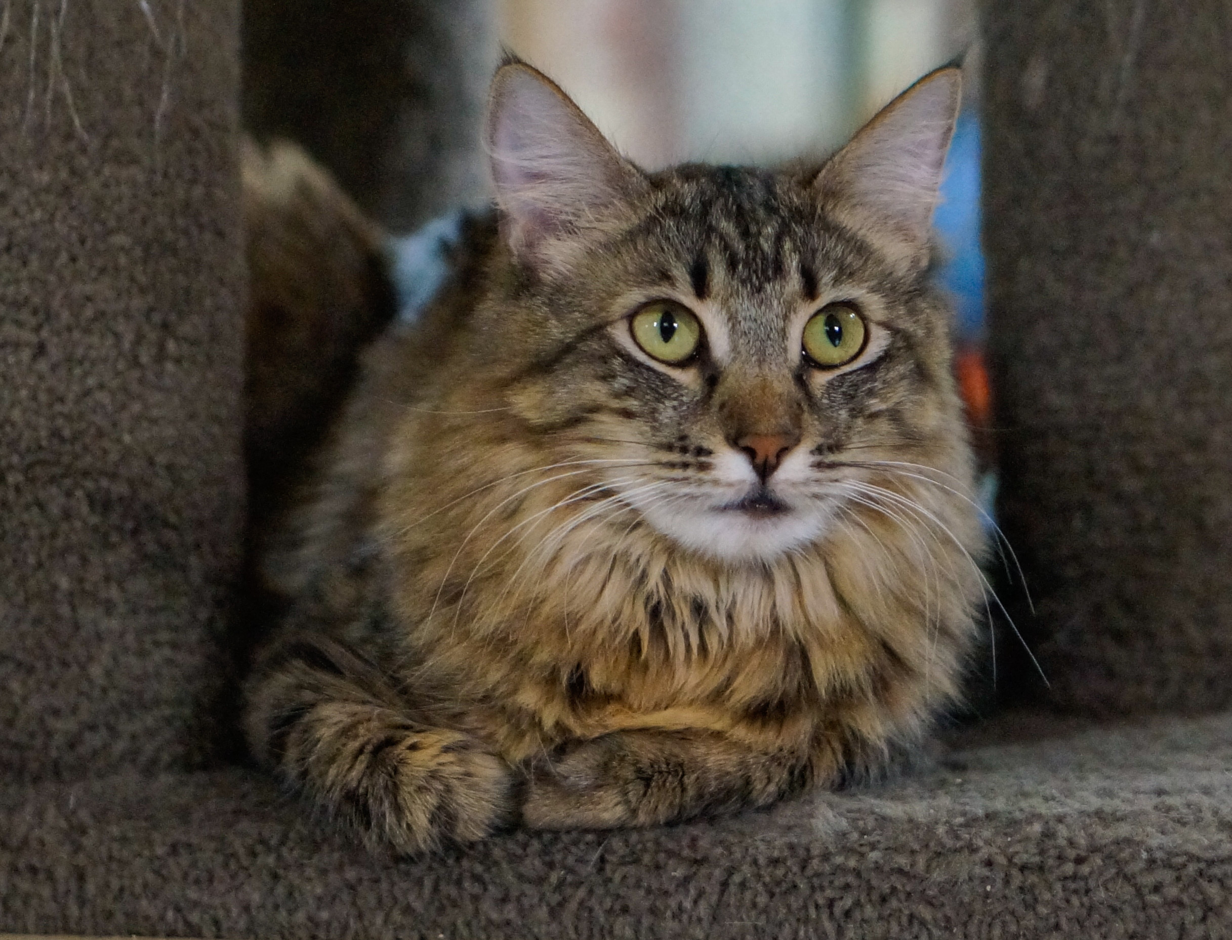 Bela, a Adoptable Domestic Medium Hair in San Carlos, CA image 4/7