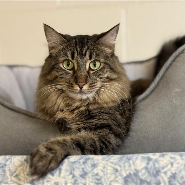 Enlarge Bela, a Adoptable Domestic Medium Hair in San Carlos, CA image 3/5