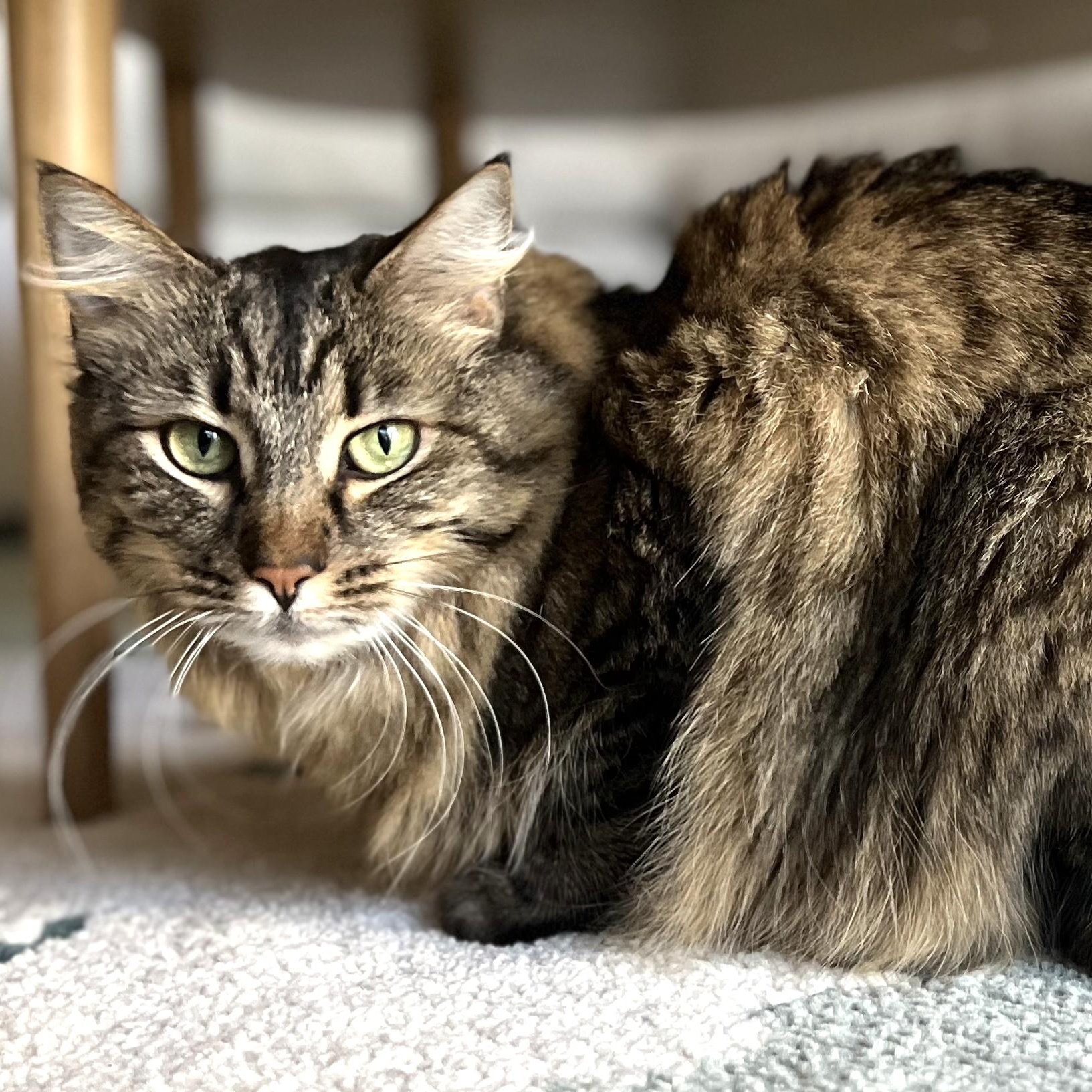 Bela, Adoptable, Adult Female Domestic Medium Hair.