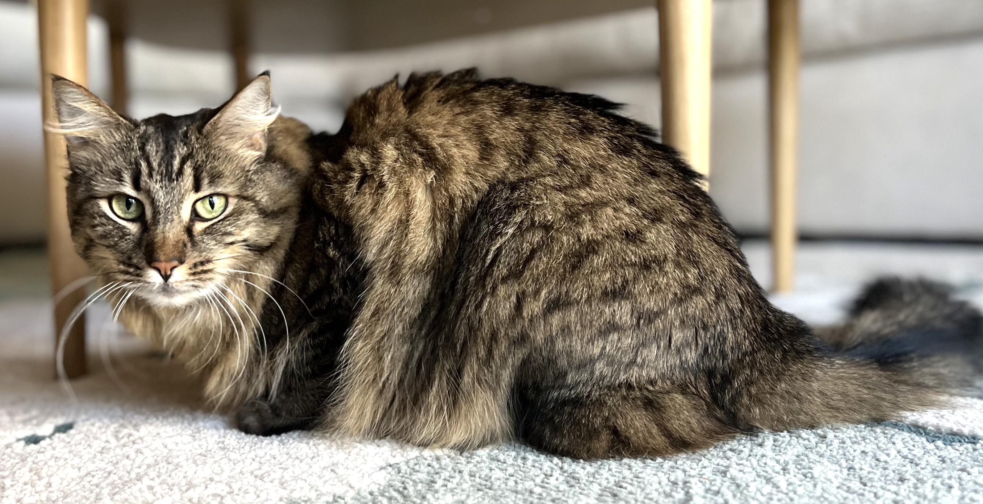 Bela, a Adoptable Domestic Medium Hair in San Carlos, CA image 6/6