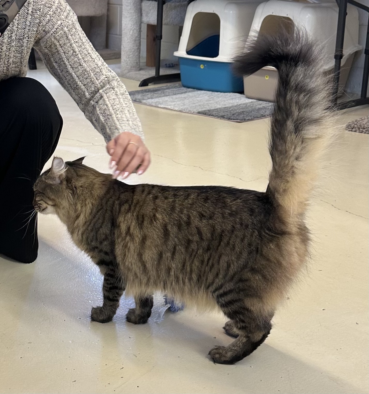 Bela, a Adoptable Domestic Medium Hair in San Carlos, CA image 5/7