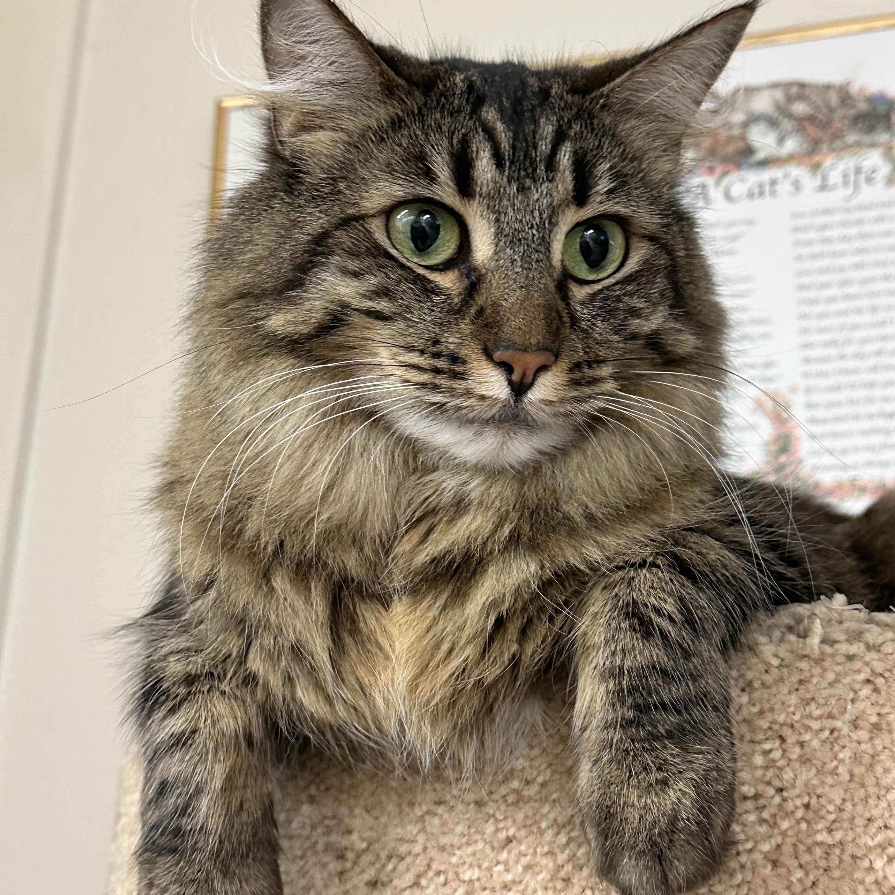 Enlarge Bela, a Adoptable Domestic Medium Hair in San Carlos, CA image 5/5