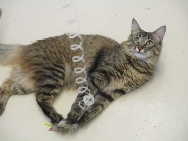 Bela, a Adoptable Domestic Medium Hair in San Carlos, CA image 6/7