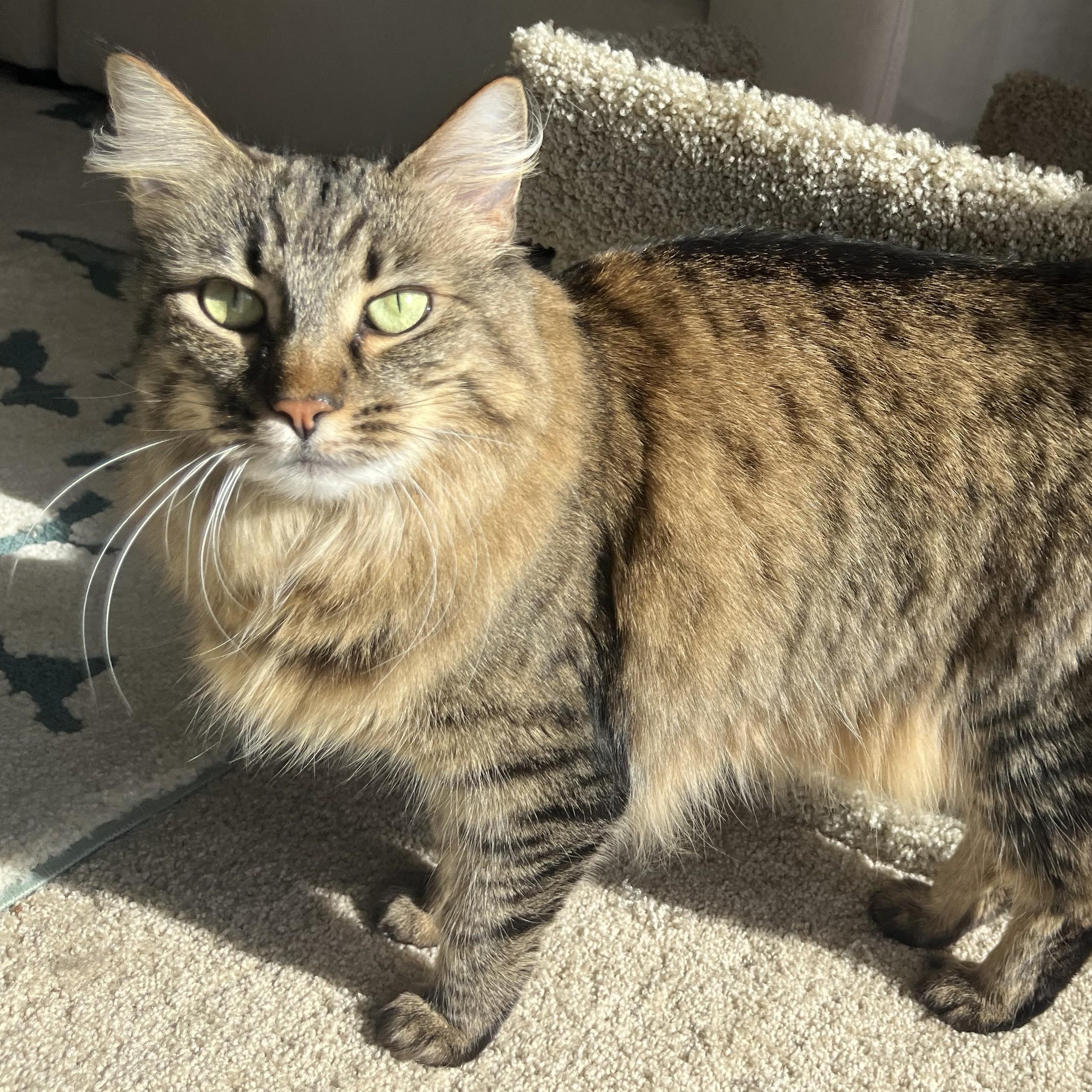 Bela, Adoptable, Adult Female Domestic Medium Hair.