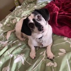 Lola/Courtesy Post, ADOPTABLE, Senior Female Dachshund & Beagle.