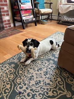 Lola/Courtesy Post, a ADOPTABLE mixed breed in Medfield, MA image 6/6