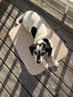 Lola/Courtesy Post, a ADOPTABLE mixed breed in Medfield, MA image 5/6