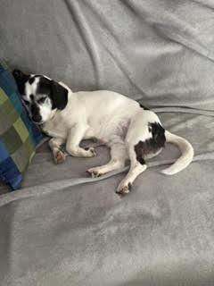 Lola/Courtesy Post, a ADOPTABLE mixed breed in Medfield, MA image 4/6