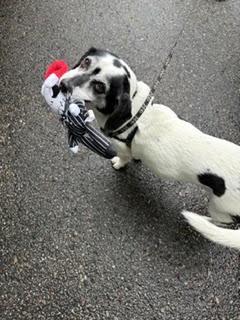Lola/Courtesy Post, ADOPTABLE, Senior Female Dachshund & Beagle.