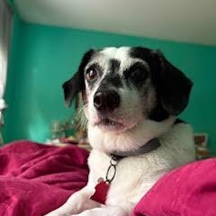 Lola/Courtesy Post, a ADOPTABLE mixed breed in Medfield, MA image 2/6